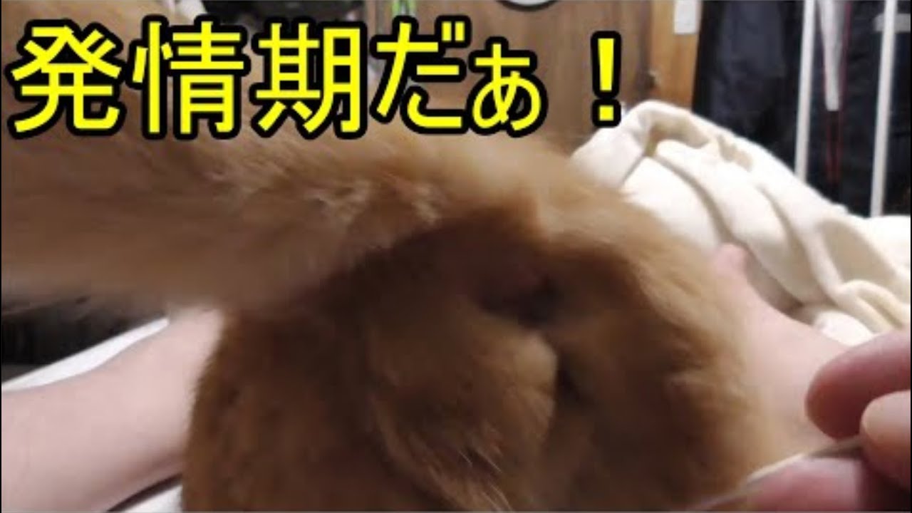 発情期猫の綿棒の時間だァァァァァ！再アップ