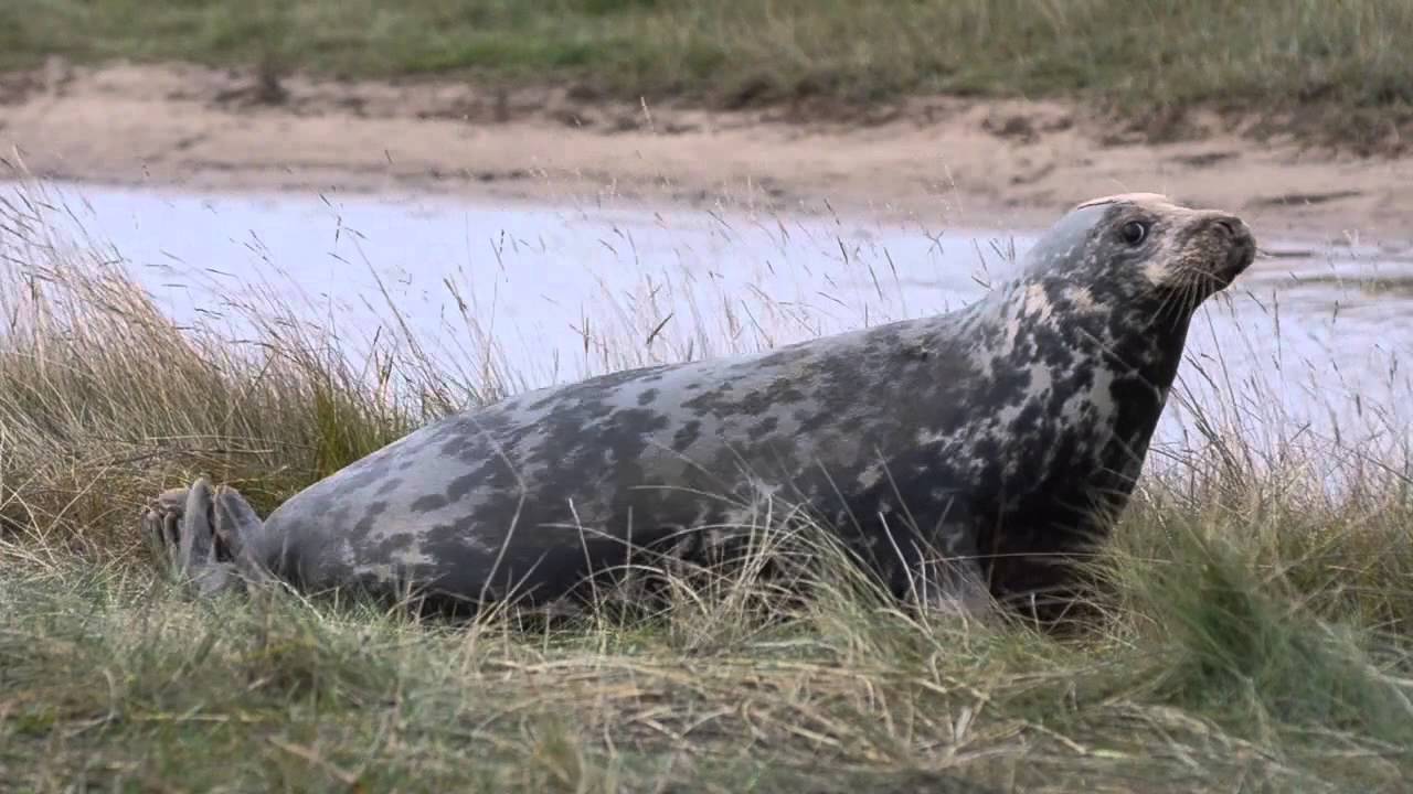 Greys Seals at Donna Nook, Lincs 2014