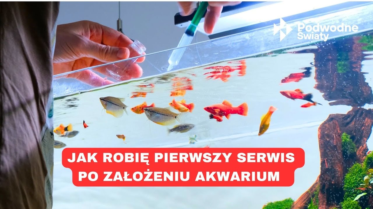 Jak robię pierwszy serwis po założeniu akwarium