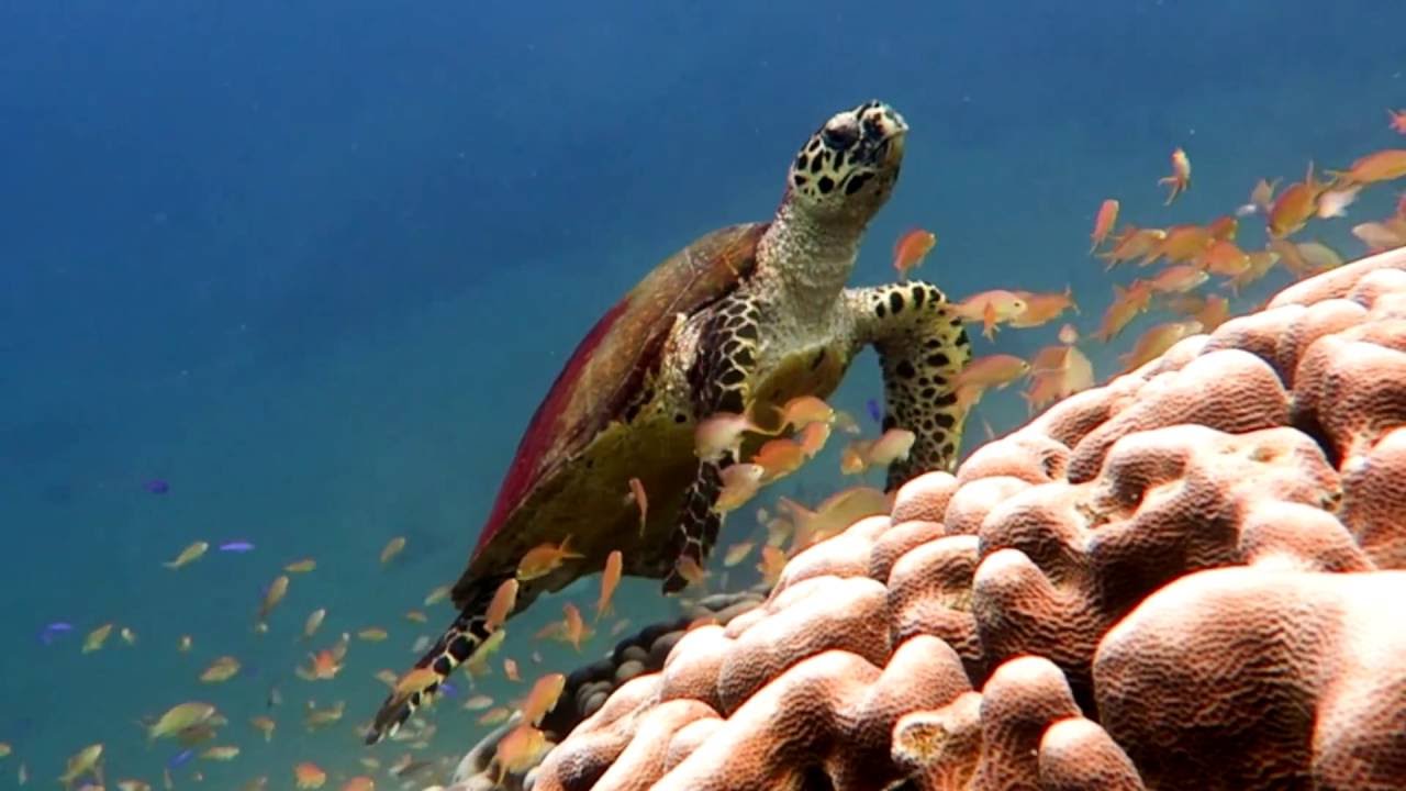 Bongo Bongo Divers, Dauin, Apo Island - Philippines
