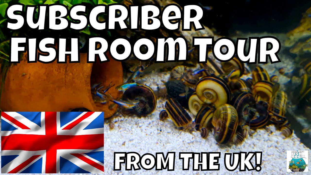 Subscriber Fish Room Tour FROM THE UK!