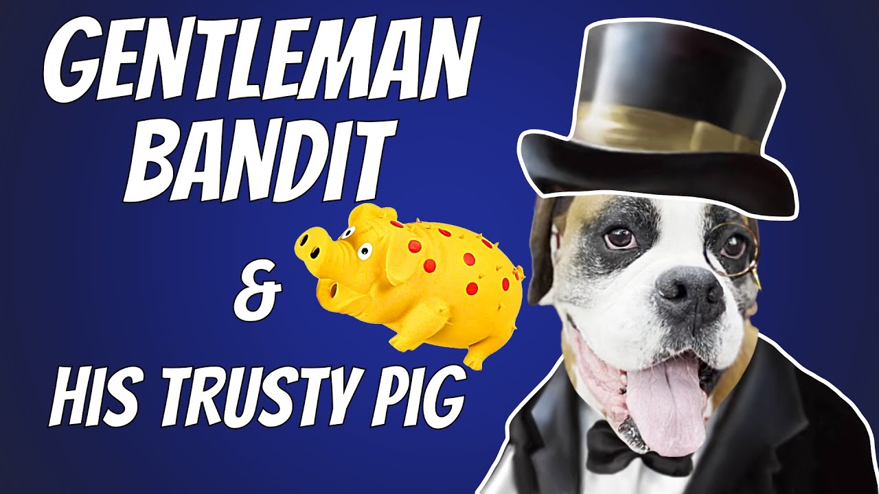 Bandit The Boxer (And his Trusty Squeaky Pig)