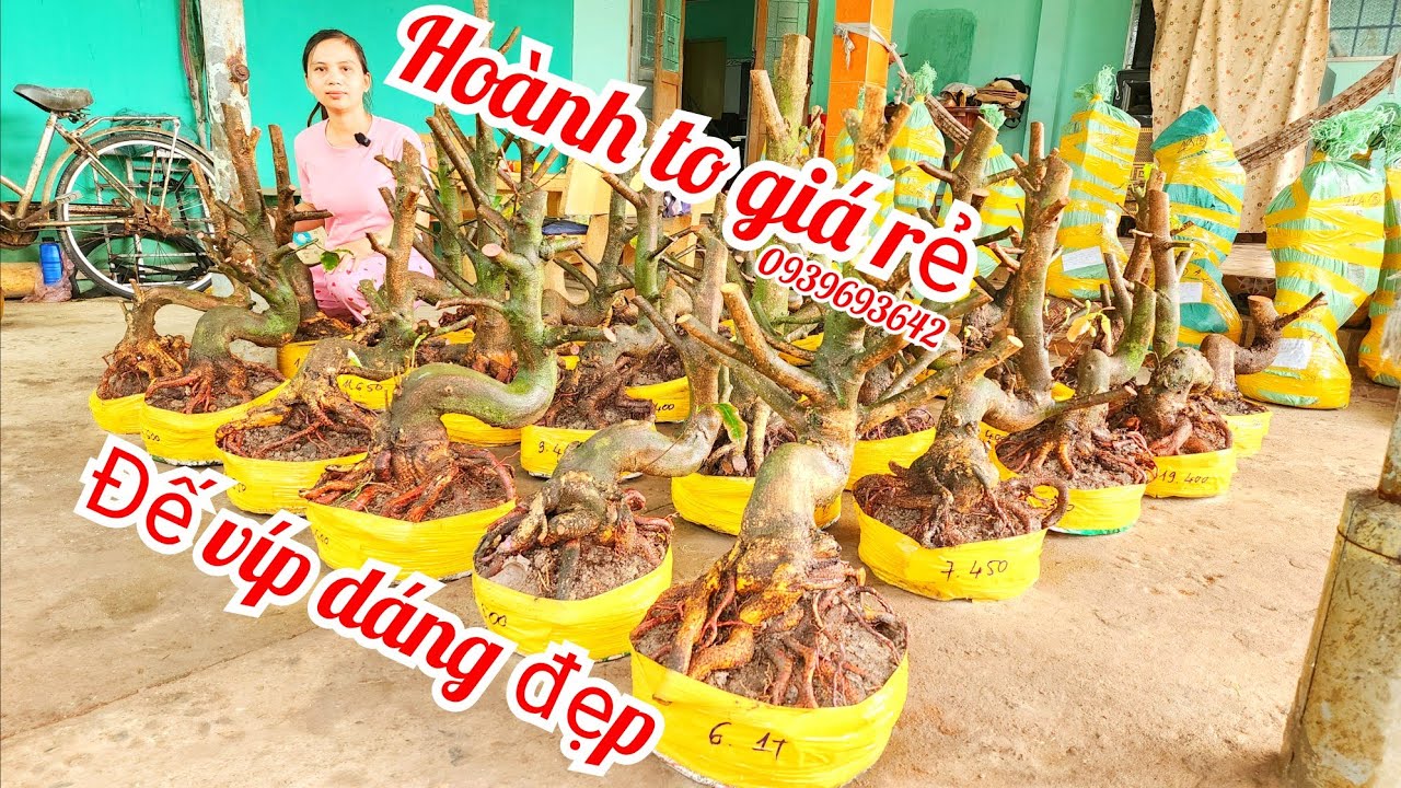 5/2 chị Nhí 0939693642 phôi mai bonsai hoành to đế đẹp giá rẻ|MaivàngThanhTâm