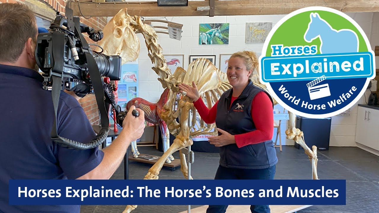 Horses Explained: The Horse’s Bones and Muscles