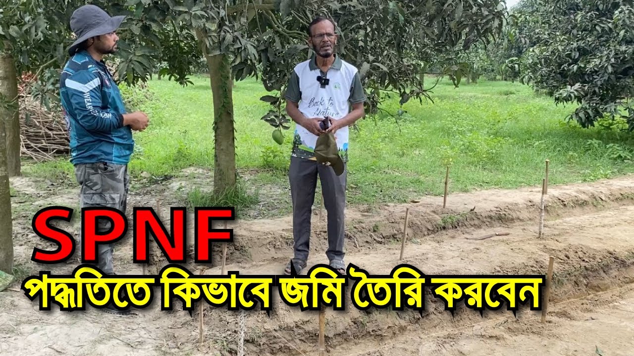 SPNF পদ্ধতিতে কিভাবে জমি তৈরি করবেন। রাসায়নিক সার ও কীটনাশক মুক্ত পাকৃতিক কৃষি পদ্ধতি।