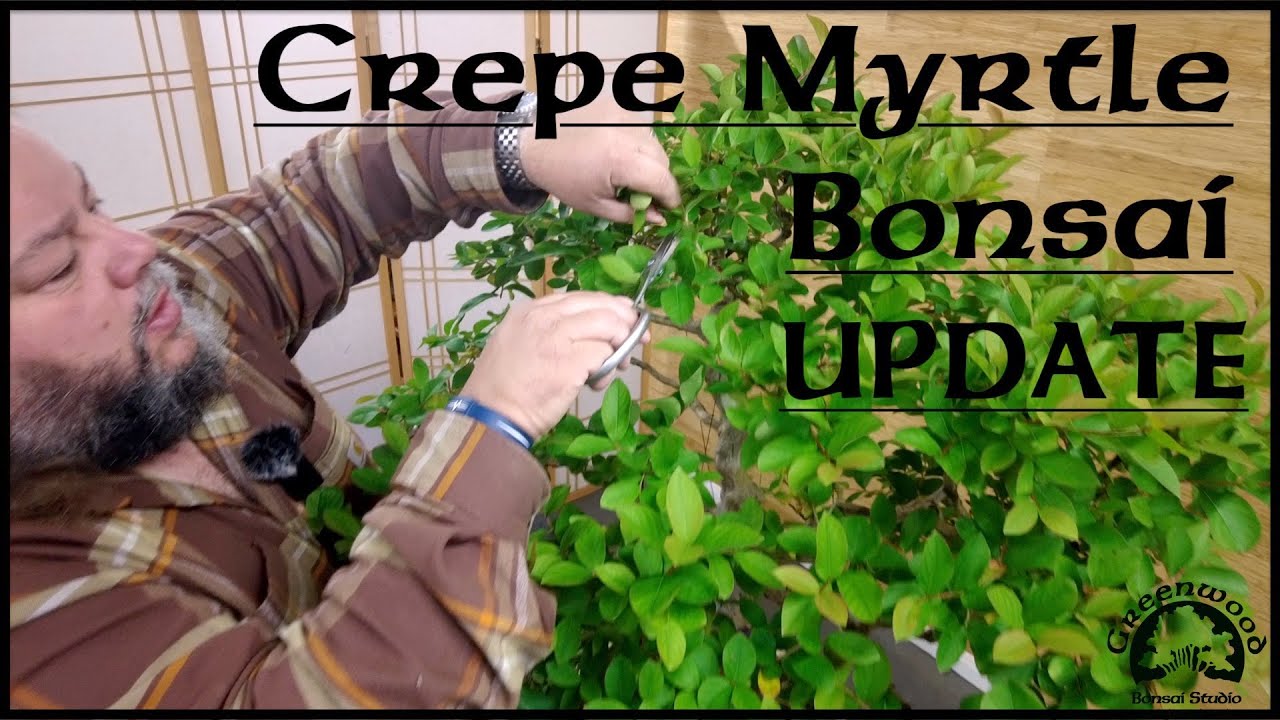Обновление Crepe Myrtle — Greenwood Bonsai