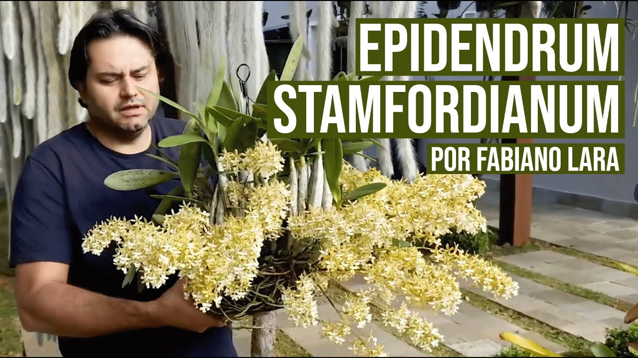 Epidendrum Stamfordianum cultivo, dicas e segredos para florações exuberantes por Fabiano Lara