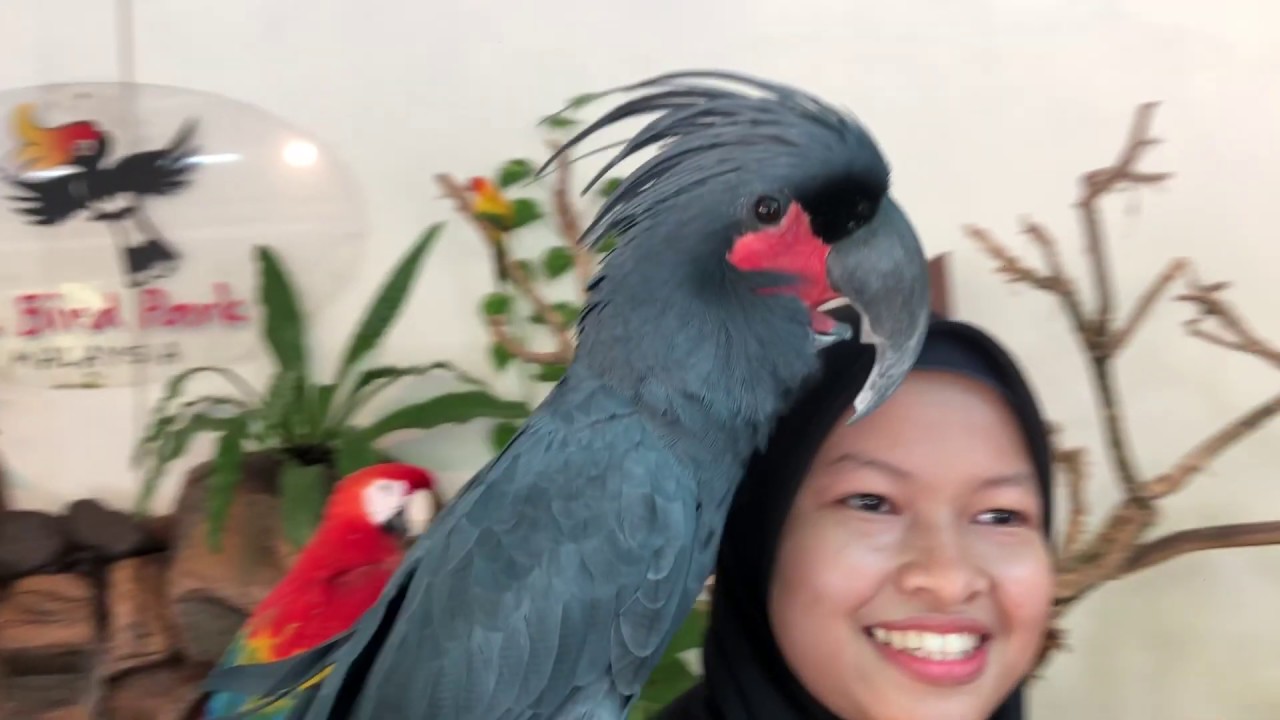 Eclectus Parrot | Evolution And Biodiversity | UPSI