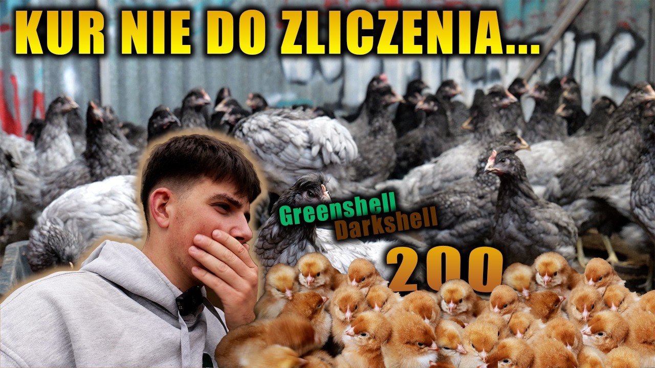JAK WYGLĄDAJĄ MOJE STADA KUR? 200 Nowych PISKLAK&Oacute;W!!!