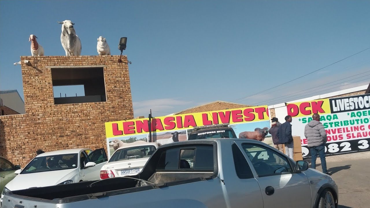 Lenasia Live Stock || Eid Qurbaani 2025 || Eid ul Adha