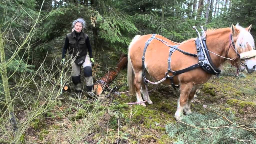 Holzrücken ohne Gebiss und ohne Leinen - Silke Hagmaier