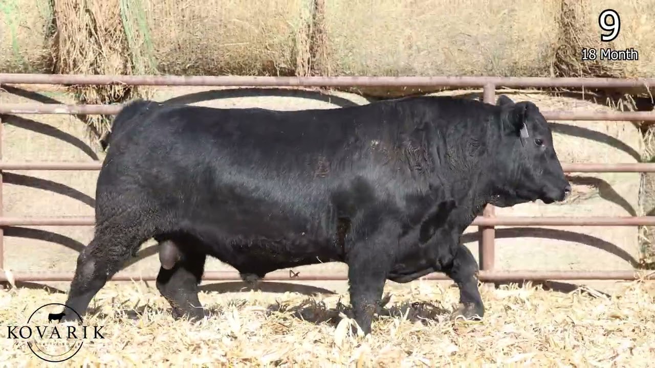 LOT 9 | Kovarik Chiefton 4154