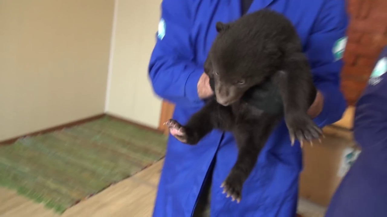 NEW Rescued Bear Cubs at IFAW OBRC