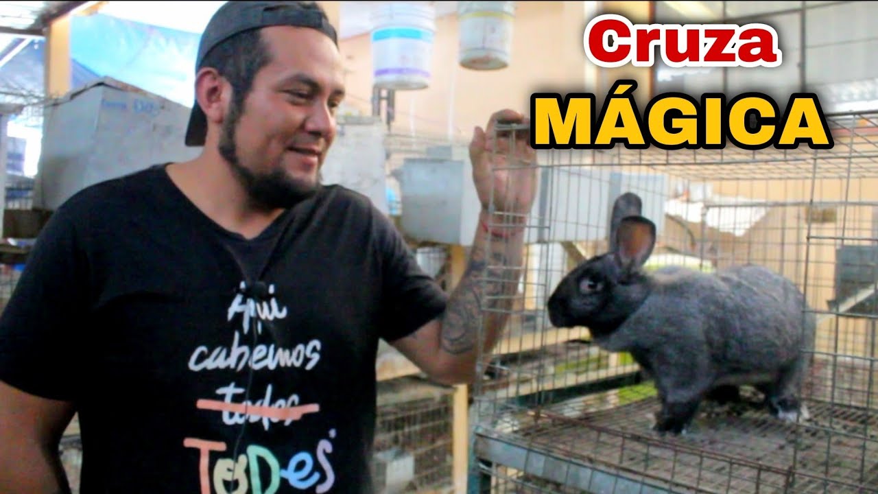 Los CONEJOS perfectos para PRODUCIR CARNE 🥩🐰🤠
