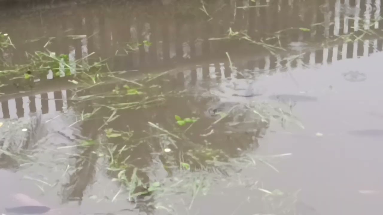 Light Drizzle Over A Quiet Fish Pond | Natural Rain Sounds