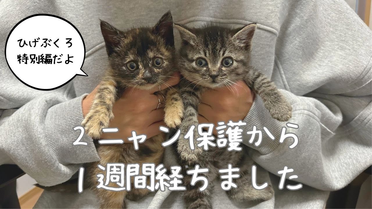 まさかの出来事/仔猫の保護/ひげぶくろ＃41