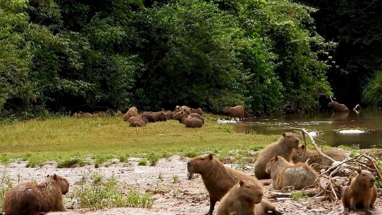 Capybara Stronghold: Families Living Peacefully (Hydrochoerus hydrochaeris) Capivaras