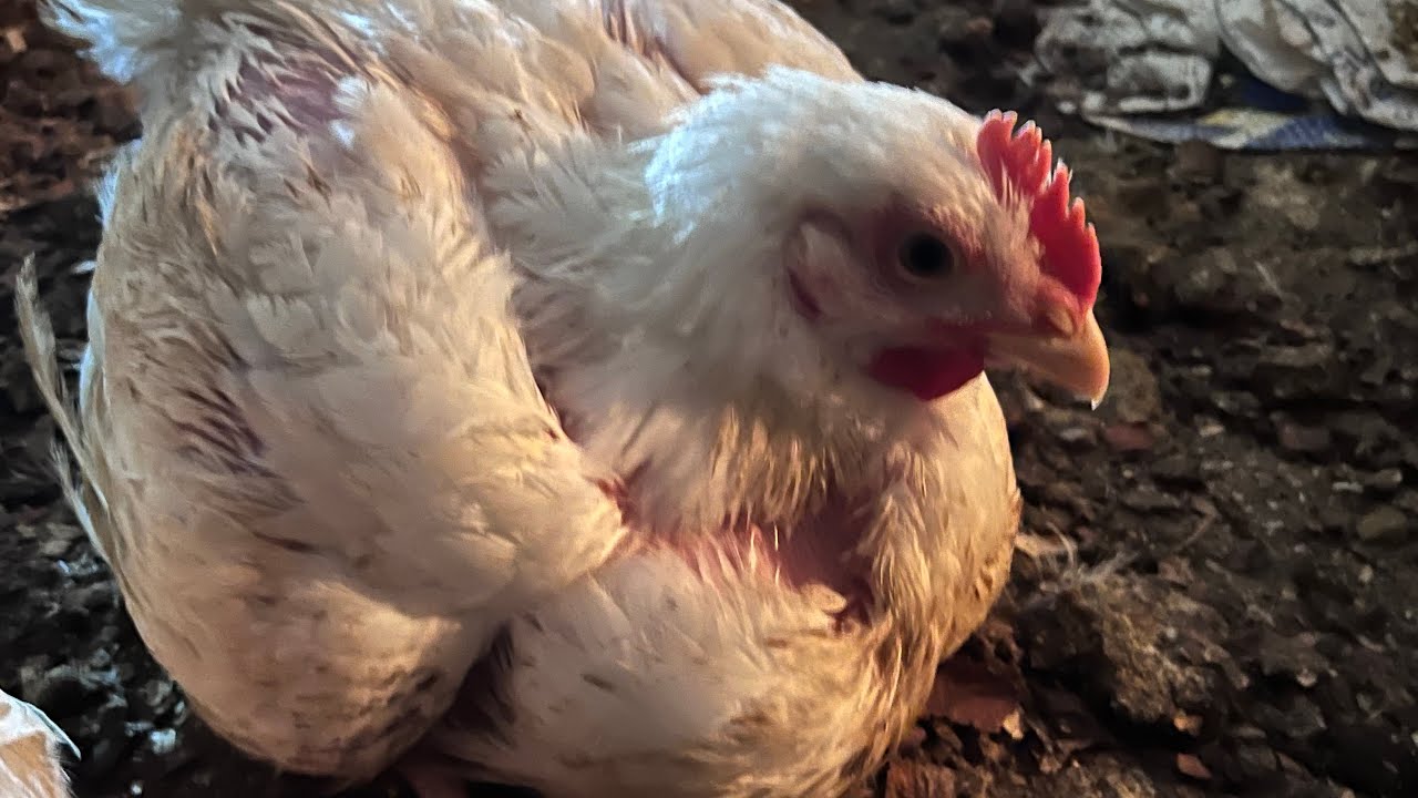 My small chicken farm in Jamaica ￼🇯🇲