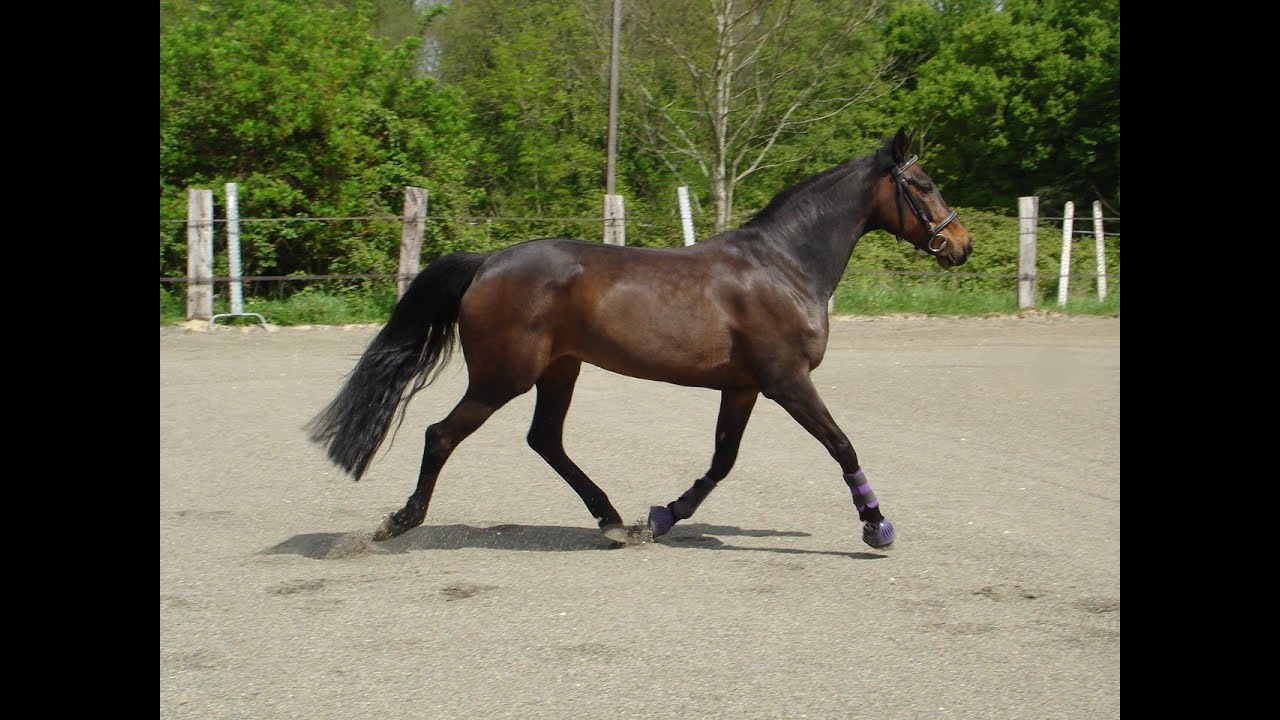 Les allures du cheval
