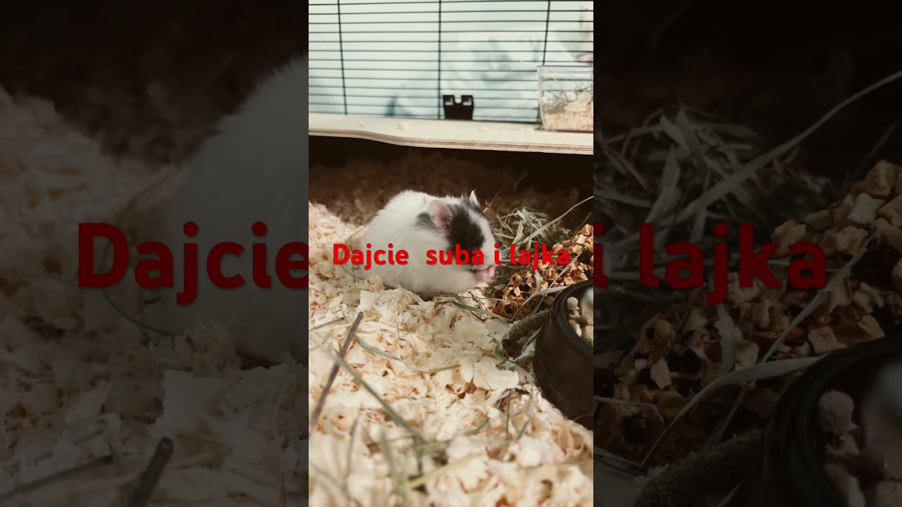 Chomiczek je obiadek