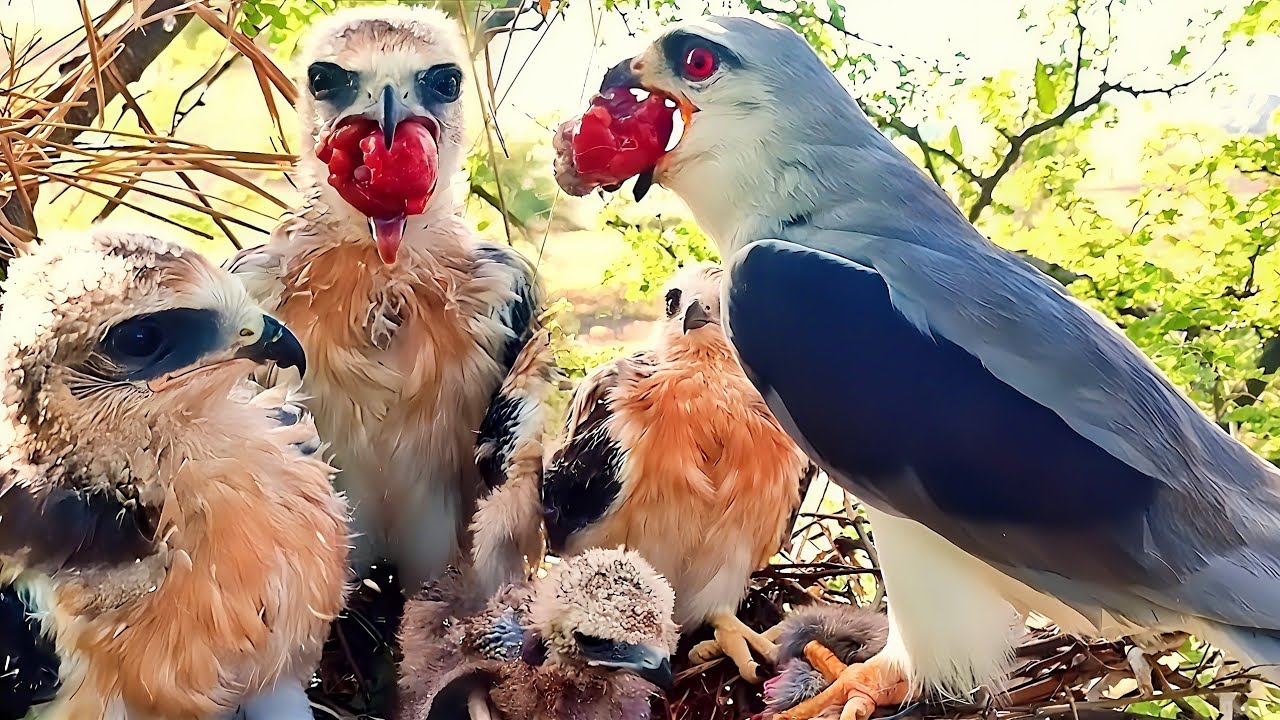 Baby and his mother are TRYING to eat huge piece of meat | Nature @BirdPlusAnimals