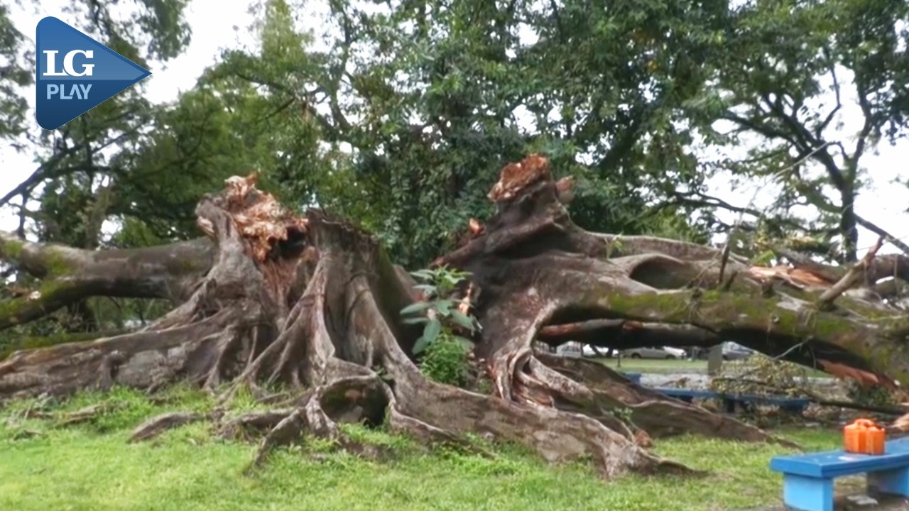 Cayó el histórico gomero frente al Cementerio del Oeste: 