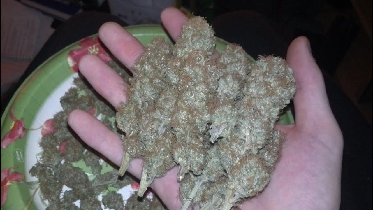 Blubonic SCRoG Harvest Results! [Blue Planet Nutes]
