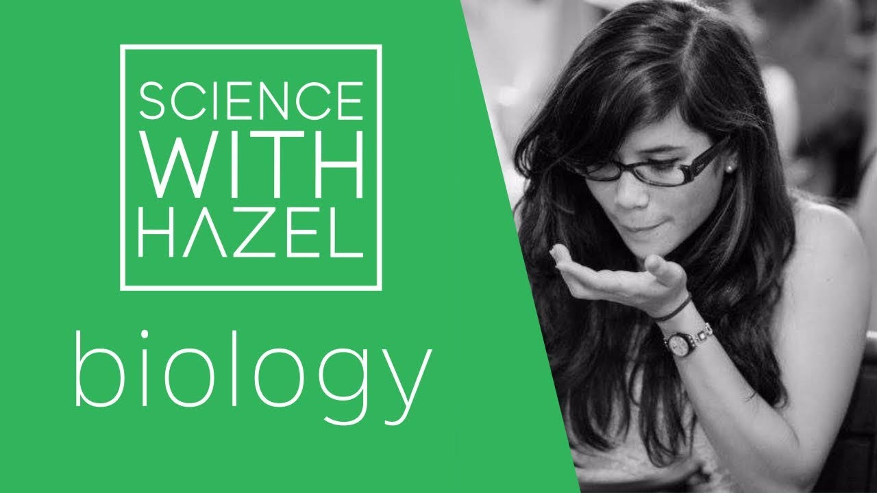 Digestion - GCSE Biology Revision - SCIENCE WITH HAZEL