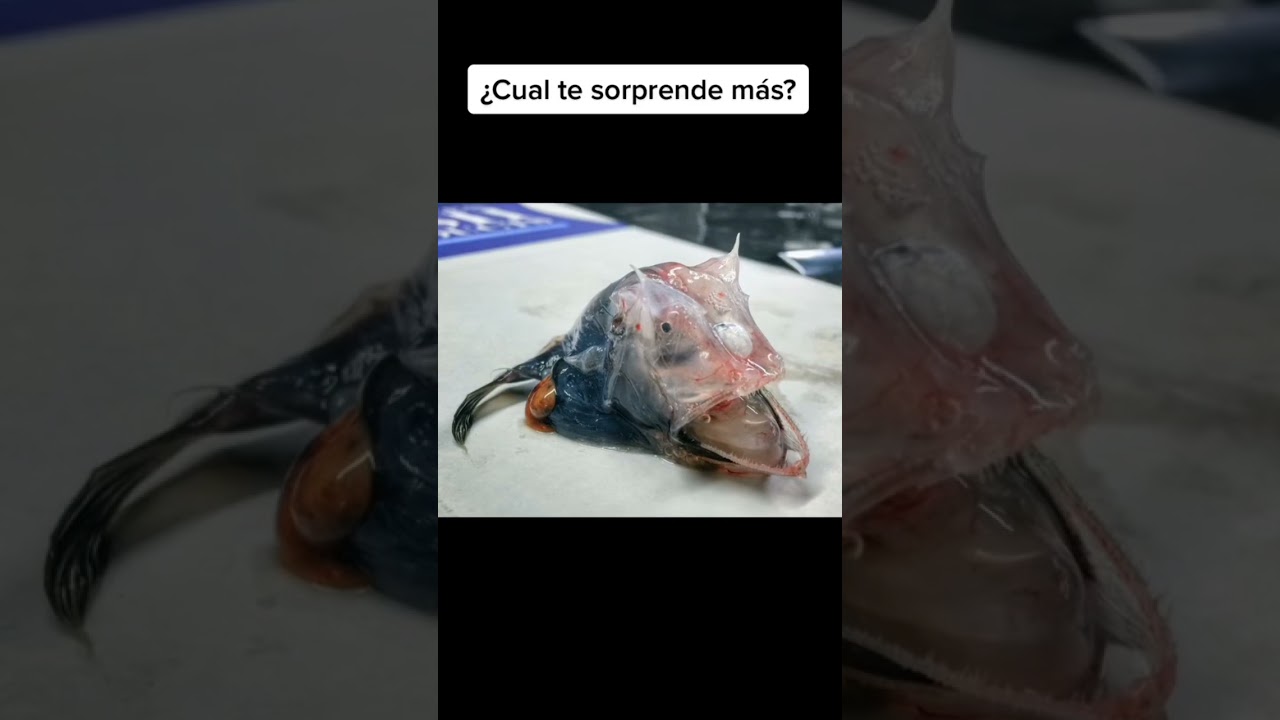 EXTRA&Ntilde;OS peces ENCONTRADOS en los MARES 😱 #shorts