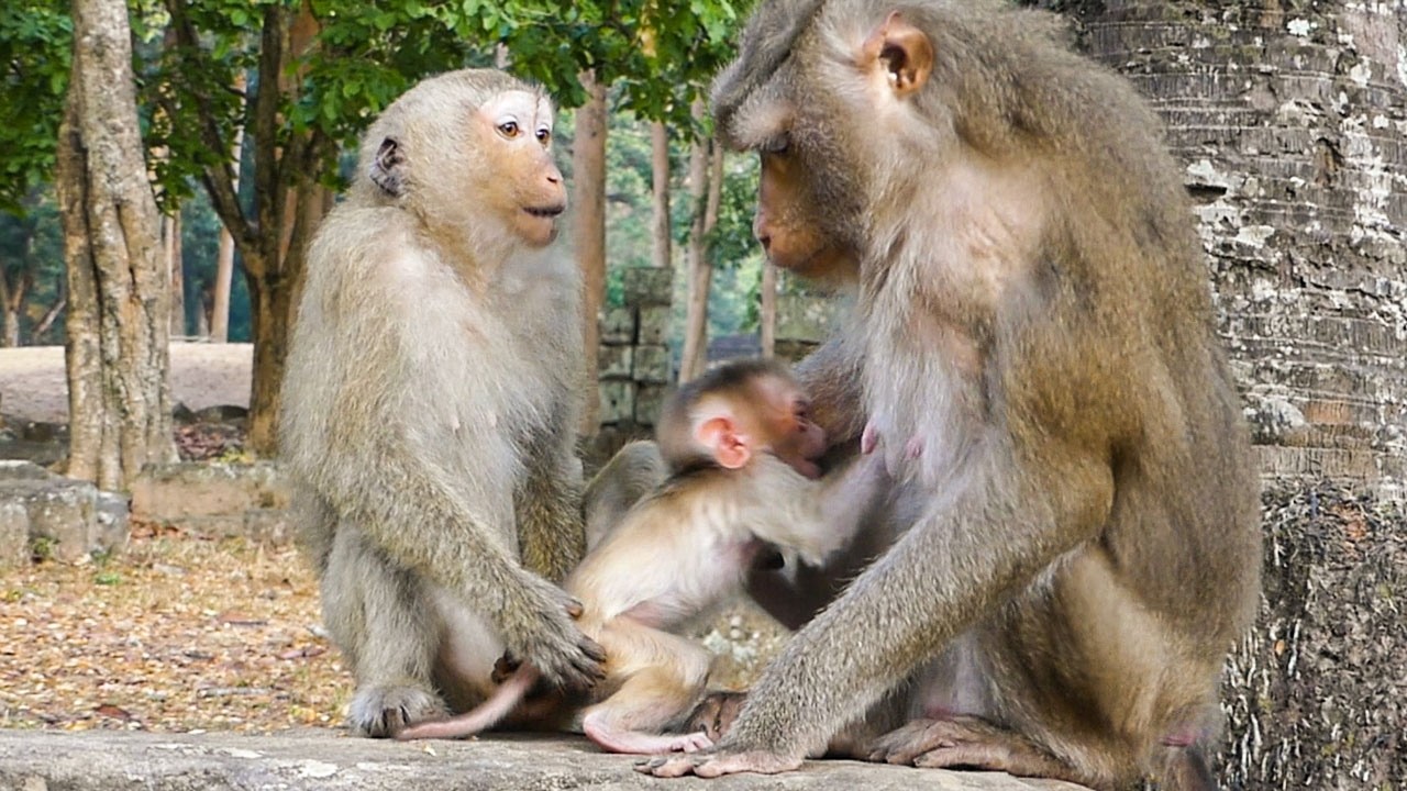 Nature in soft stillness |Monkey Rainbow insists mom during training baby Levy to walk