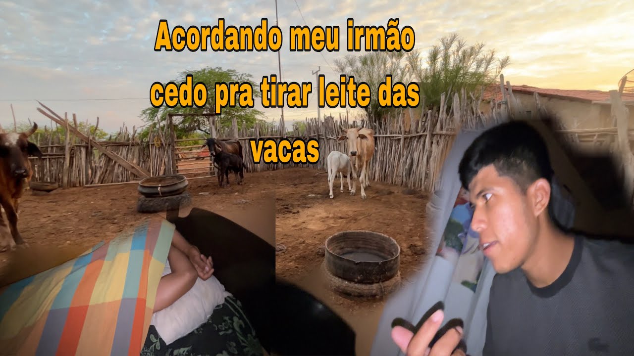 ACORDANDO MEU IRMÃO CEDO PRA TIRAR LEITE DAS VACAS(sertãovlog)