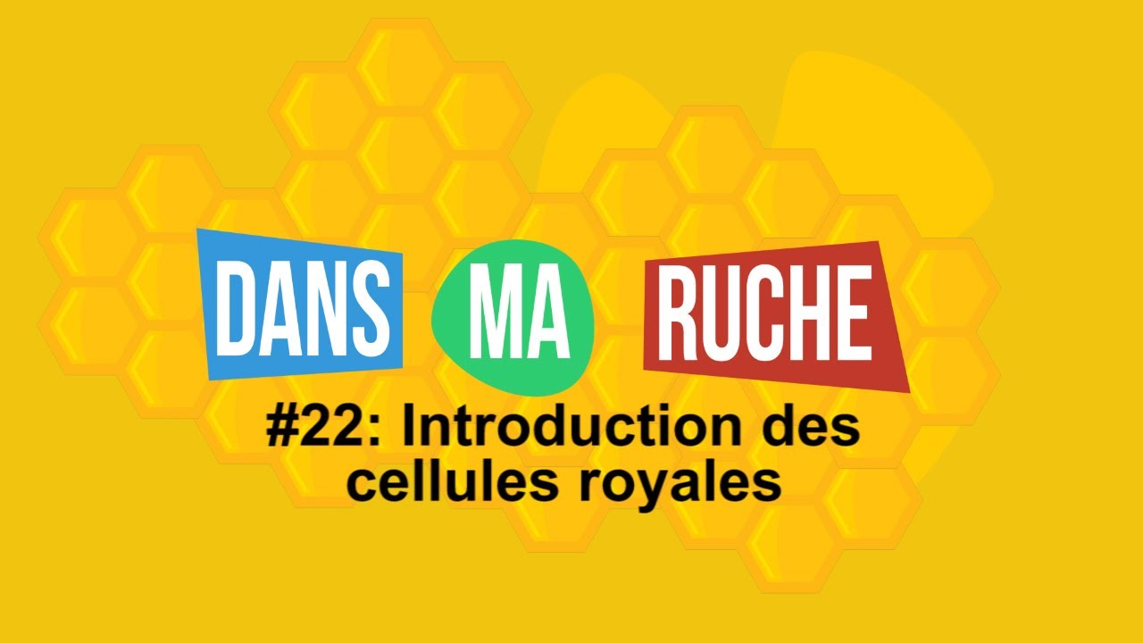 #22-Introduction des cellules royales