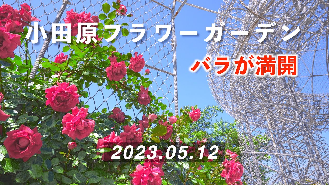 2023.05.12  春バラが満開！  小田原フラワーガーデン [4K] Odawara Flower Garden / Spring Rose Festa 2023