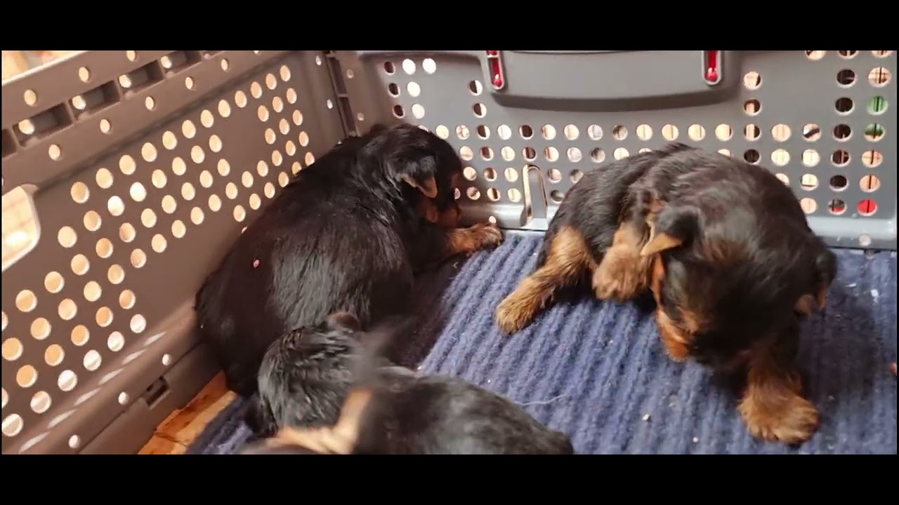 El progreso día a día del Destete de mis cachorros, hasta que comen ellos solos