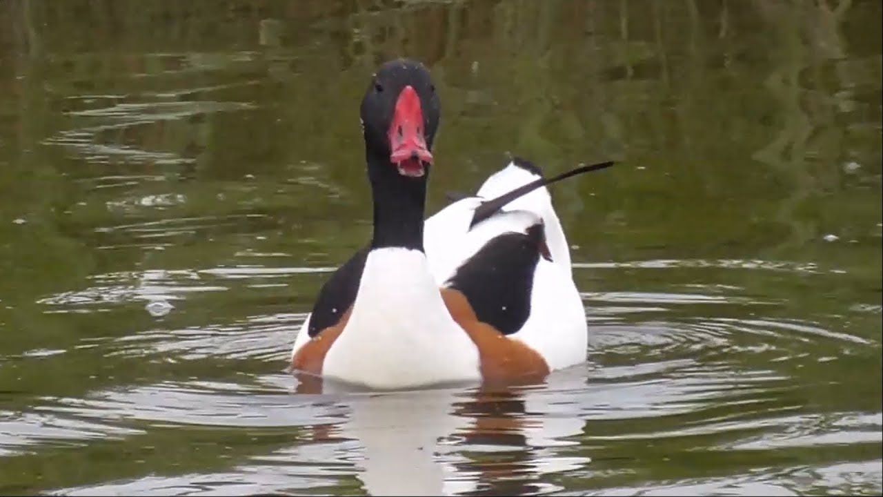 Common Shelduck.