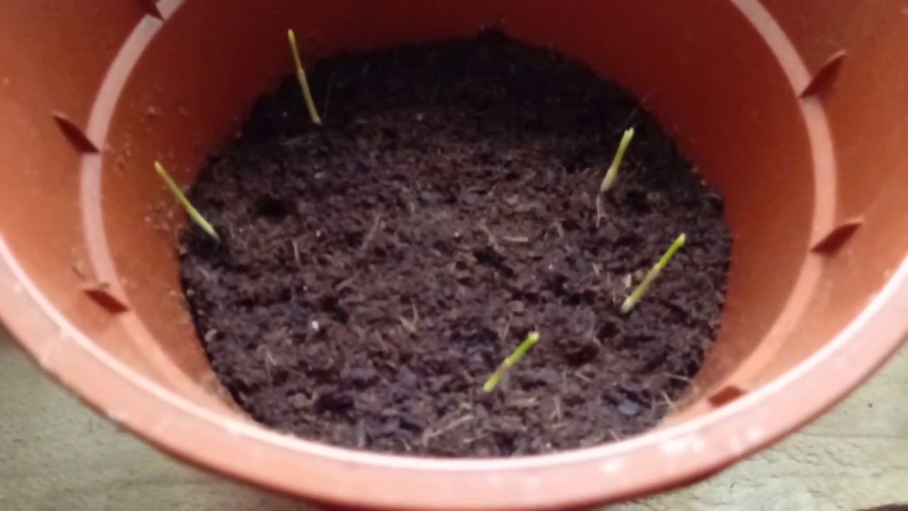 46#.Wysiew palm: Jubea chilensis, Bismarckia Nobilis, Trachycarpus Fortunei. Odc.1