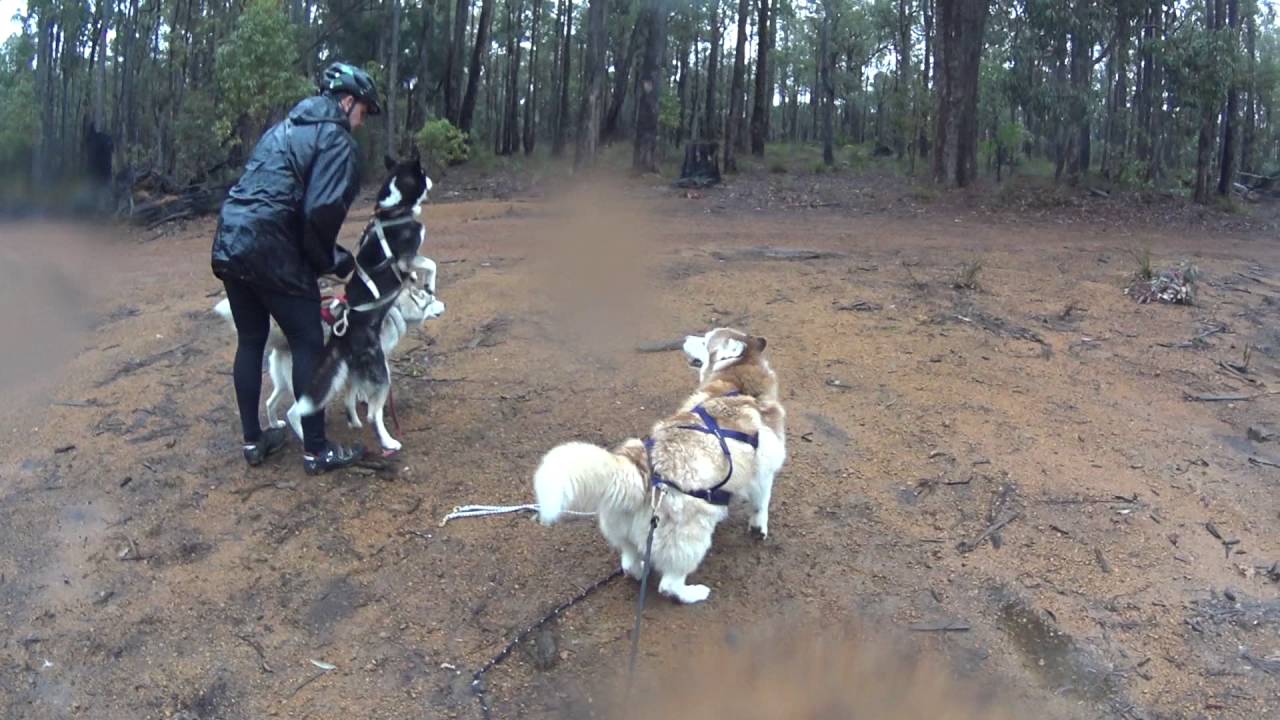 Break the Boundary : Dryland Mushing on a handcycle, Armadale Western Australia - Trikejoring