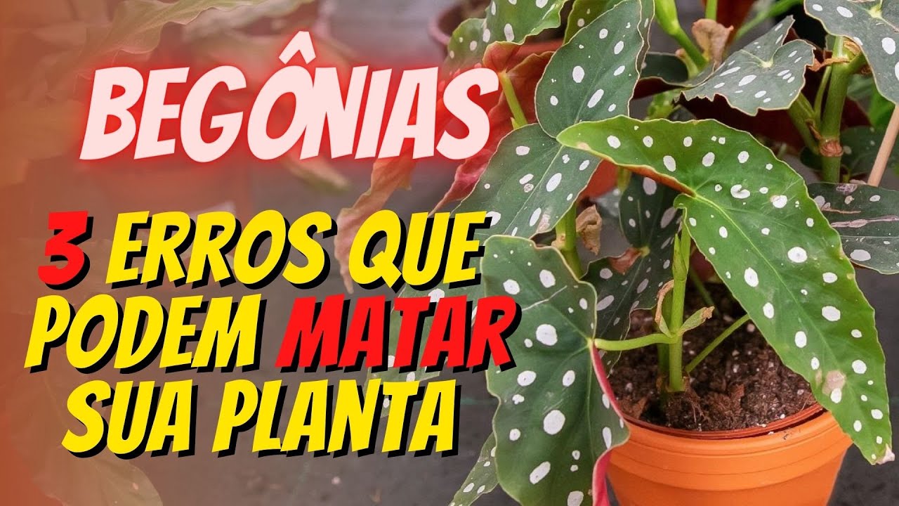BEGÔNIAS: 3 ERROS QUE PODEM MATAR SUA PLANTA #floreseterapia