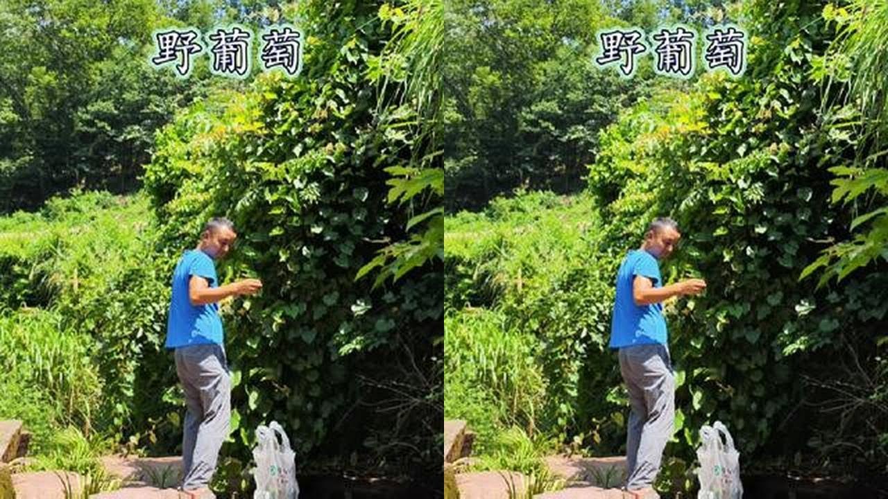 长在小溪边的野葡萄，小时候没什么糖吃，这些野果都是当零食吃，你们有多长时间没吃过了#农村生活 #我的乡村生活 #远离城市的喧嚣 #大山里的生活 #乡愁记忆