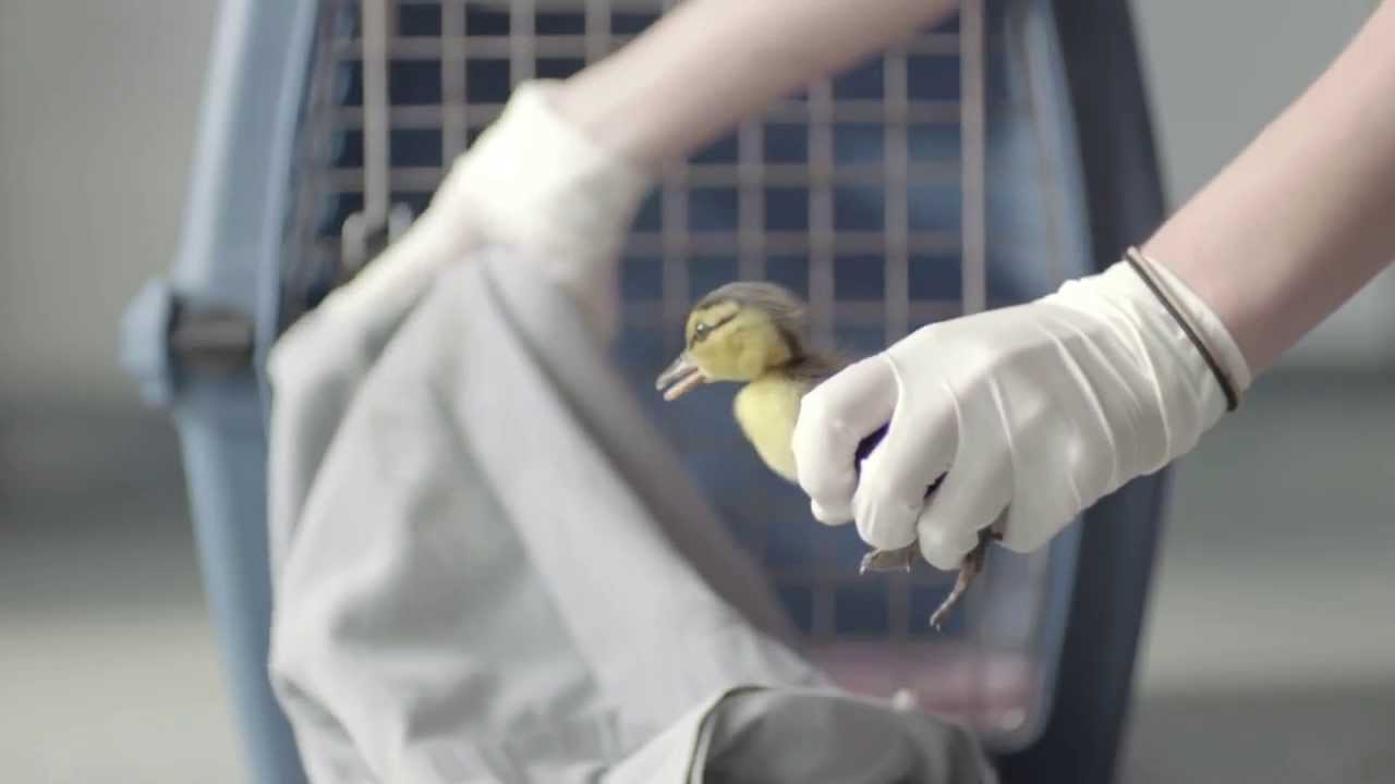 Dawn Saves Wildlife Episode 1: Duck, Duck, Oil