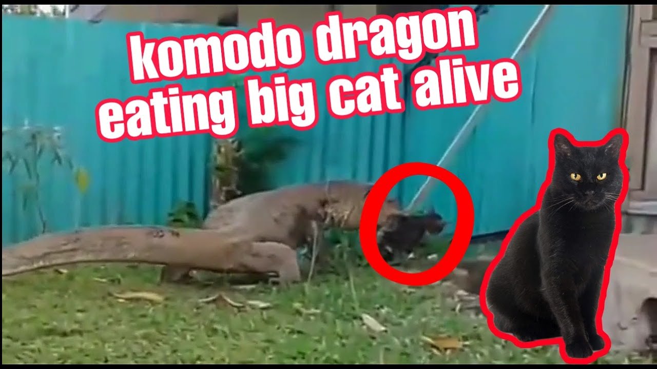 komodo attack eating cat alive