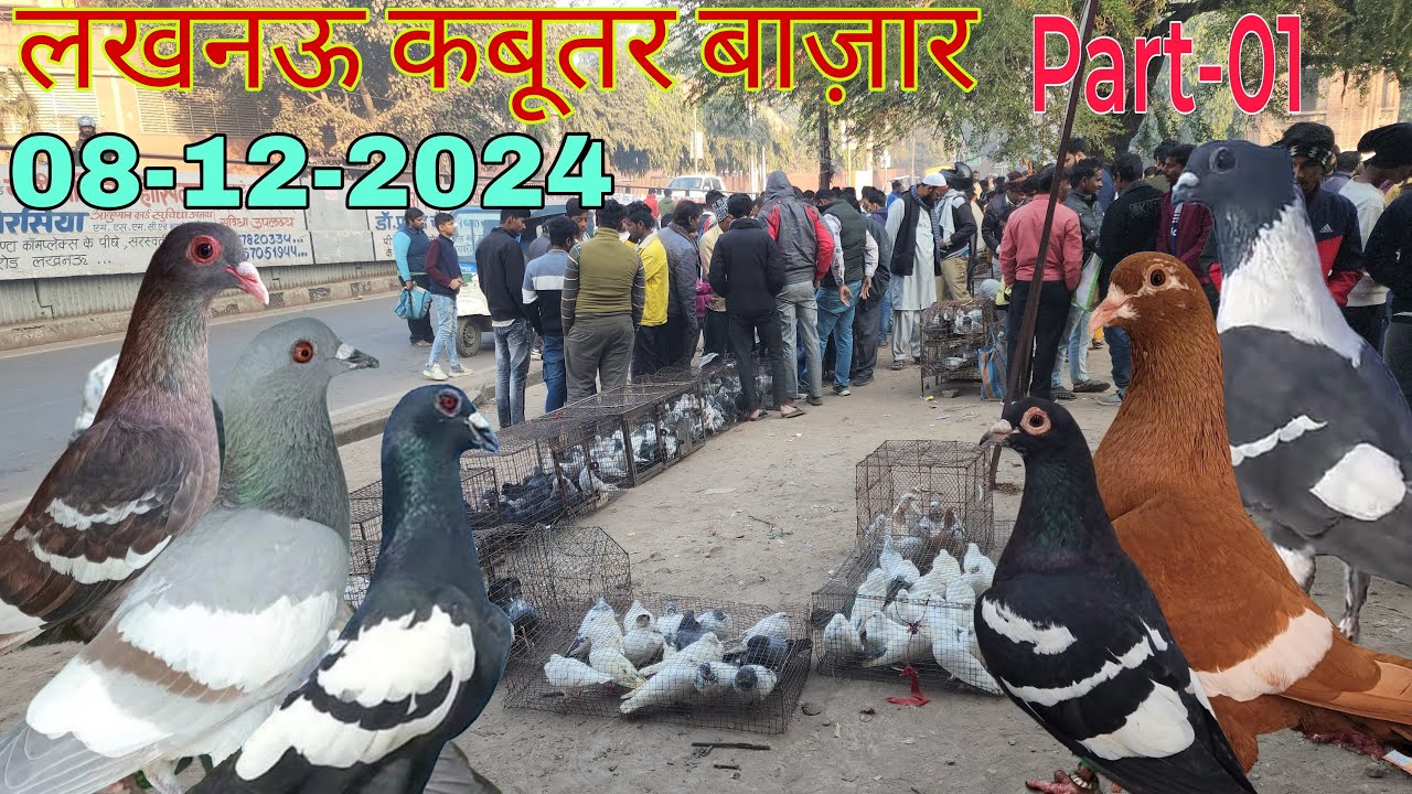 Nakkhas Lucknow kabootar market part-1 08-12-2024. Lucknow birds market. लखनऊ कबूतर बाज़ार