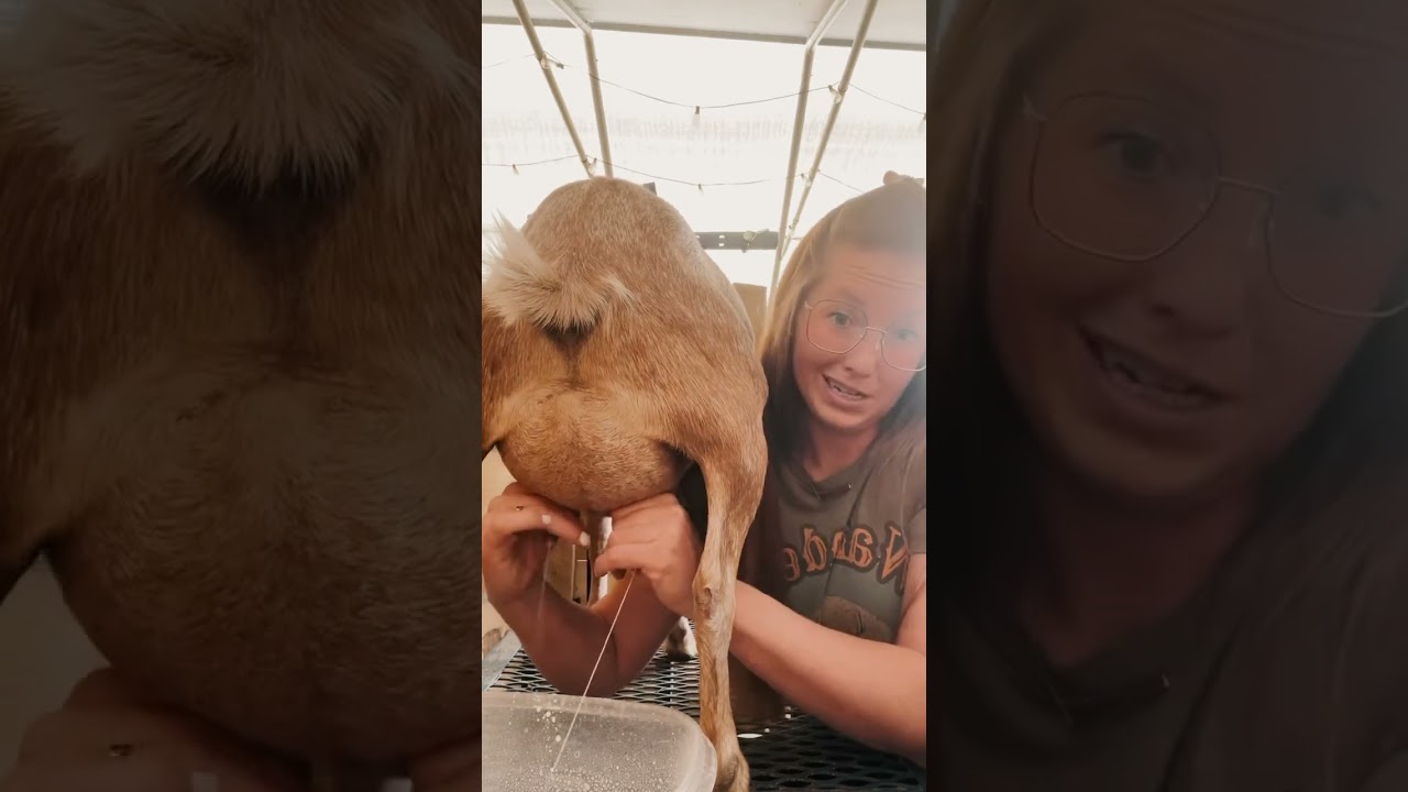 How to hand milk your goat
