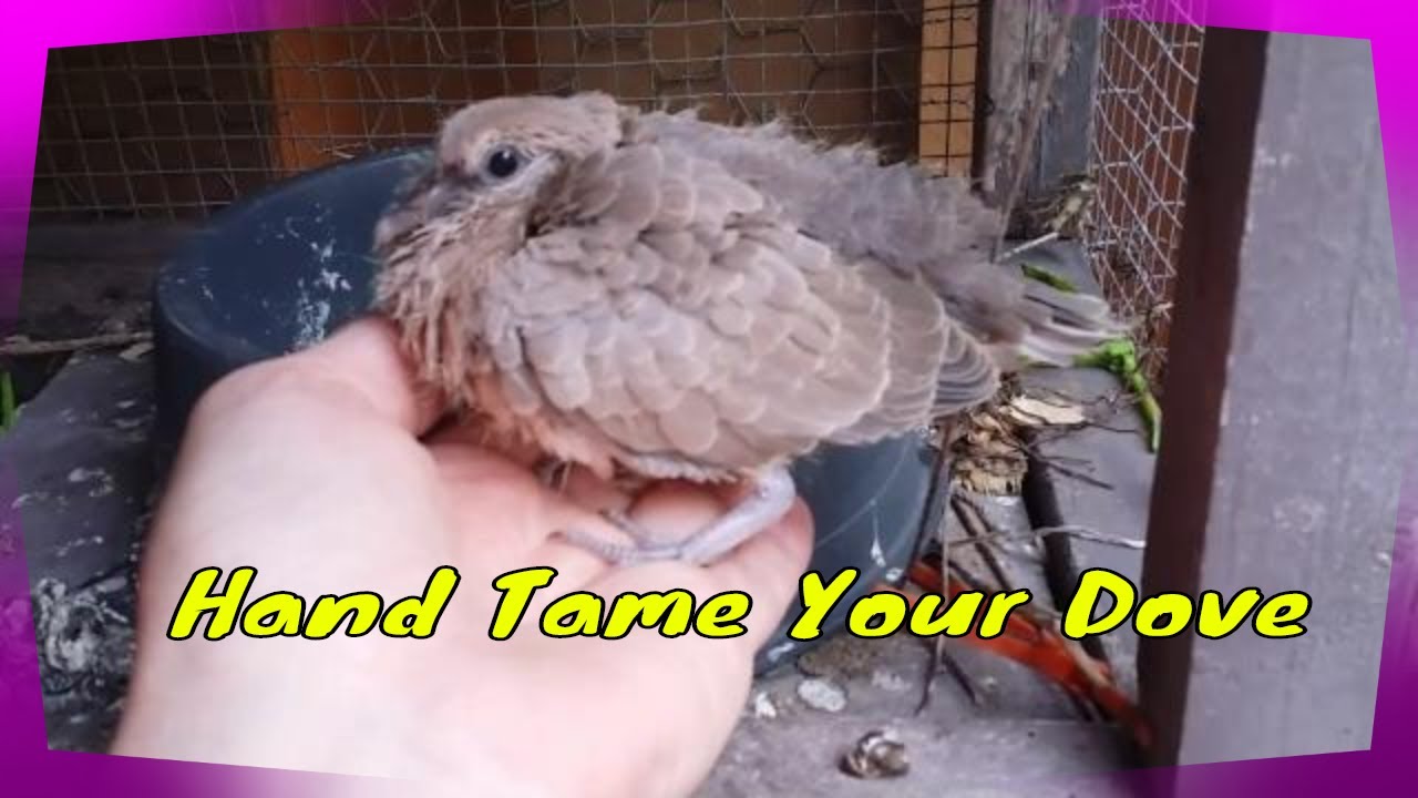 Hand Taming A Young Ringneck Dove