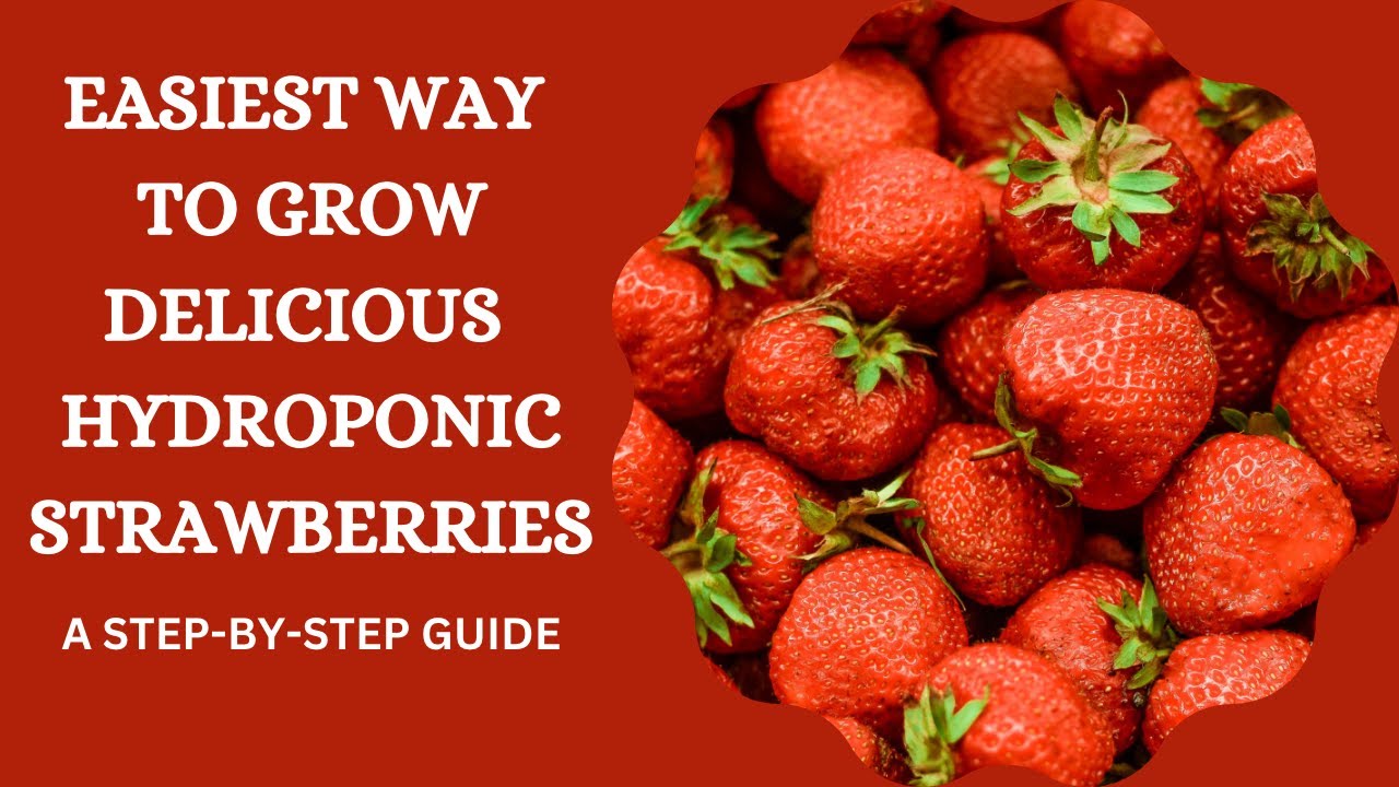 Planting Hydroponic Strawberries in coco coir and perlite