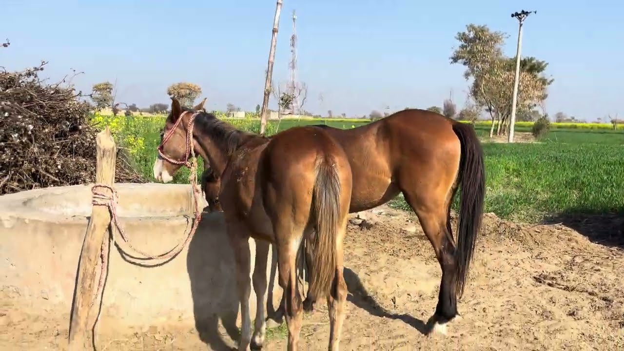Beautiful horse