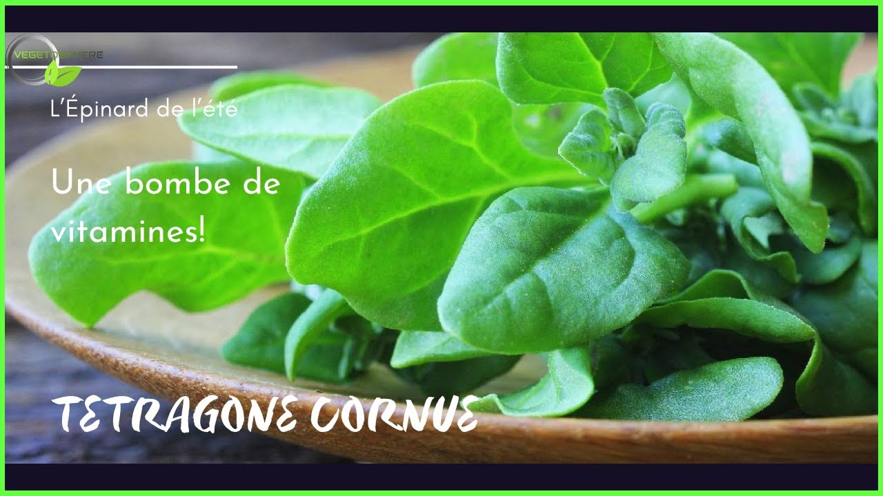 T&eacute;tragone un l&eacute;gume d&eacute;tonnant #t&eacute;tragone #vegetosphere #jardin #potager  #&eacute;pinards #epinard