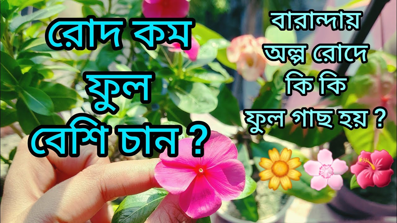 বারান্দায় অল্প রোদে কি কি ফুল গাছ লাগাবেন ||সারাবছর বারান্দায় অল্প যত্নে ফুল ফোটে কোন কোন গাছে
