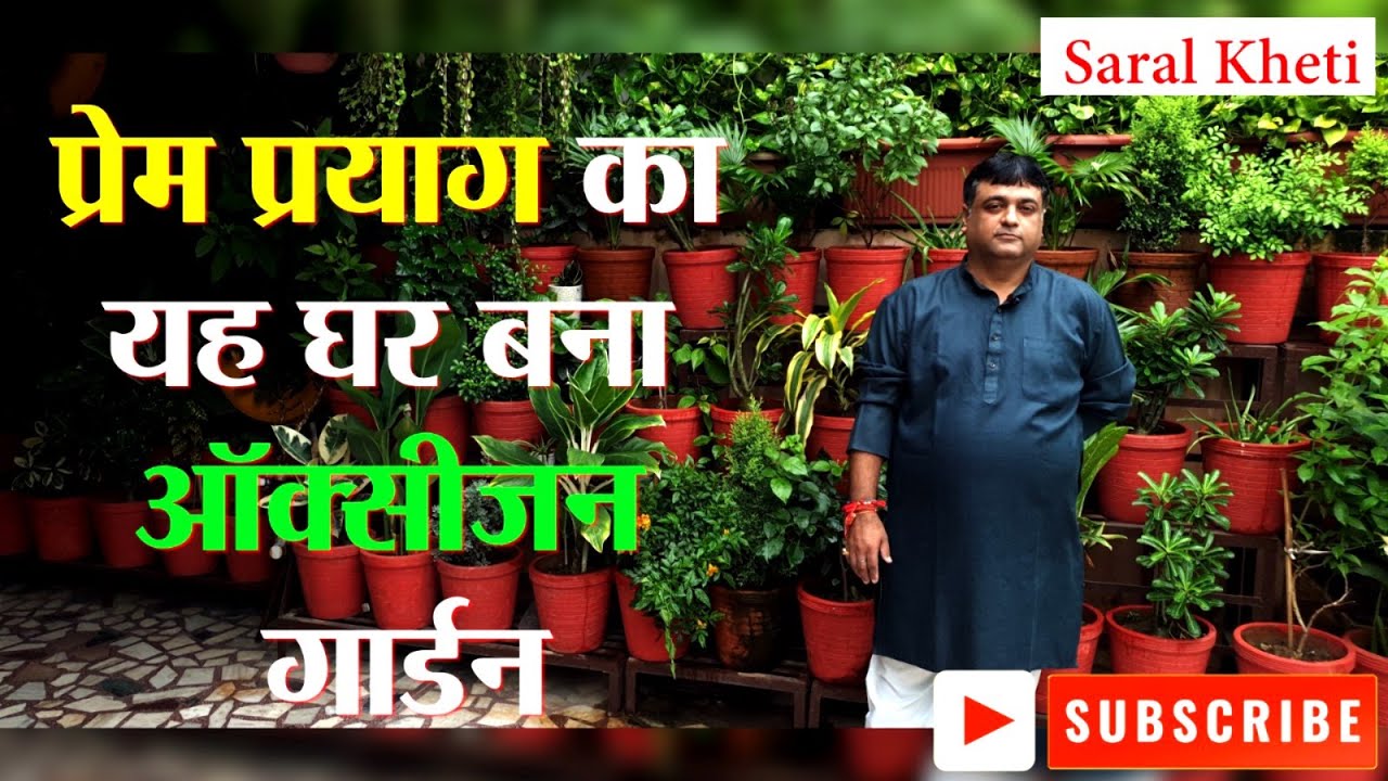 दीपक चावला का घर: फल, फूल, सब्जी सब एक साथ #saralkheti #meerut #kitchengarden #plantation #deepak
