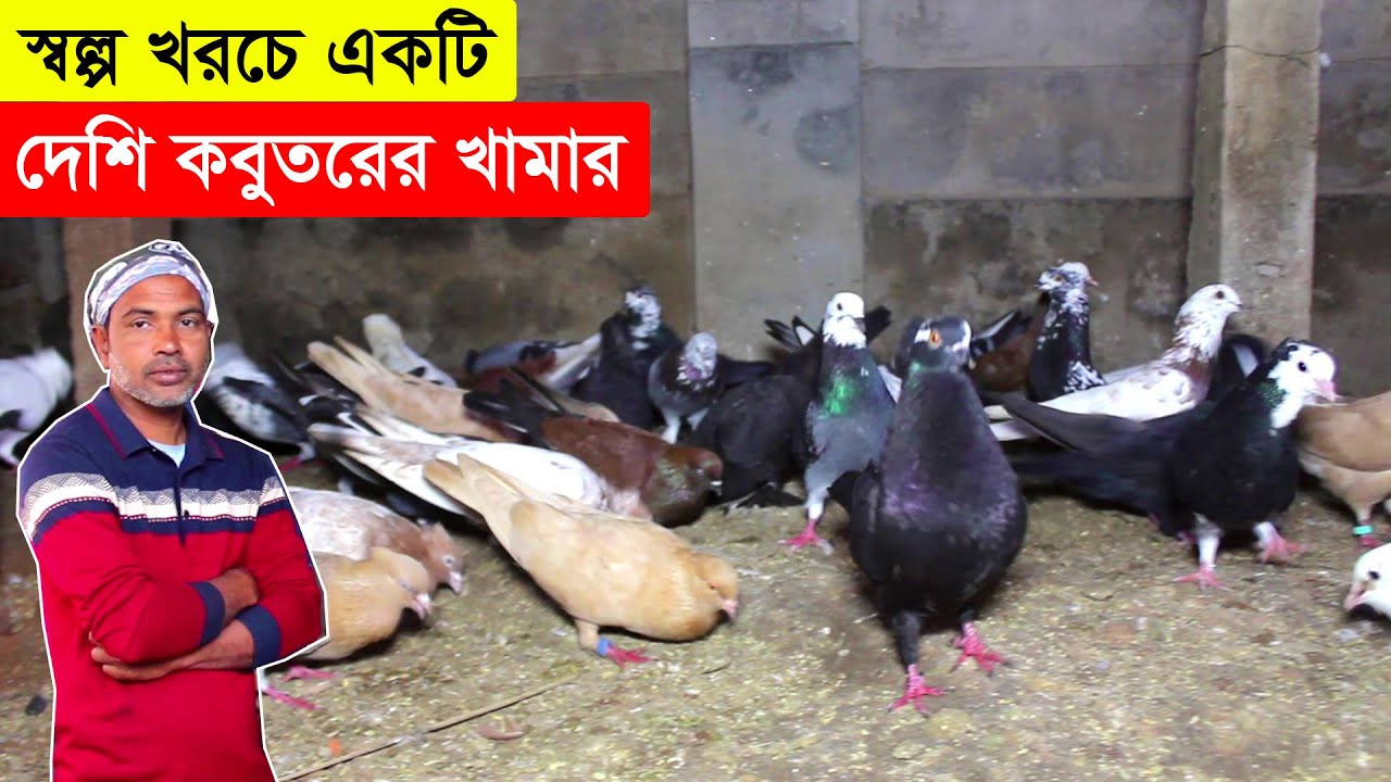 স্বল্প খরচে কিভাবে দেশি কবুতর পালন করে আয় করবেন আপনি জেনে নিন এই খামারির কাছে থেকে | BD Pigeon Farm.